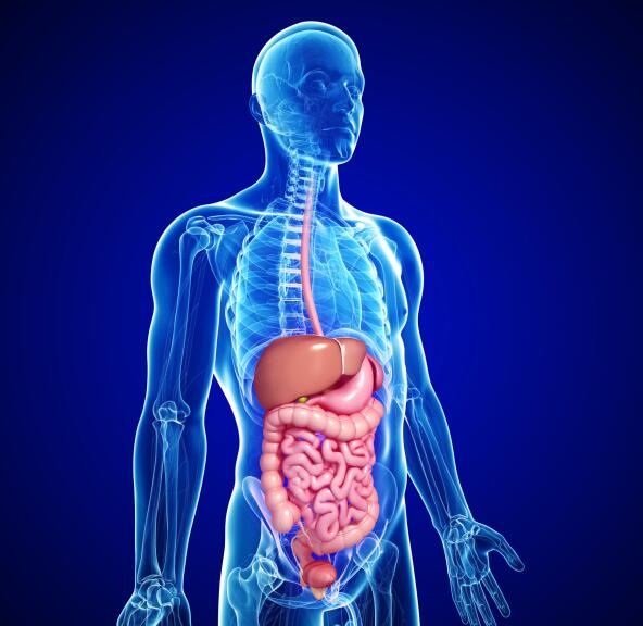 Descifrando el Intrincado Funcionamiento del Cuerpo Humano: Claves para una Vida Saludable