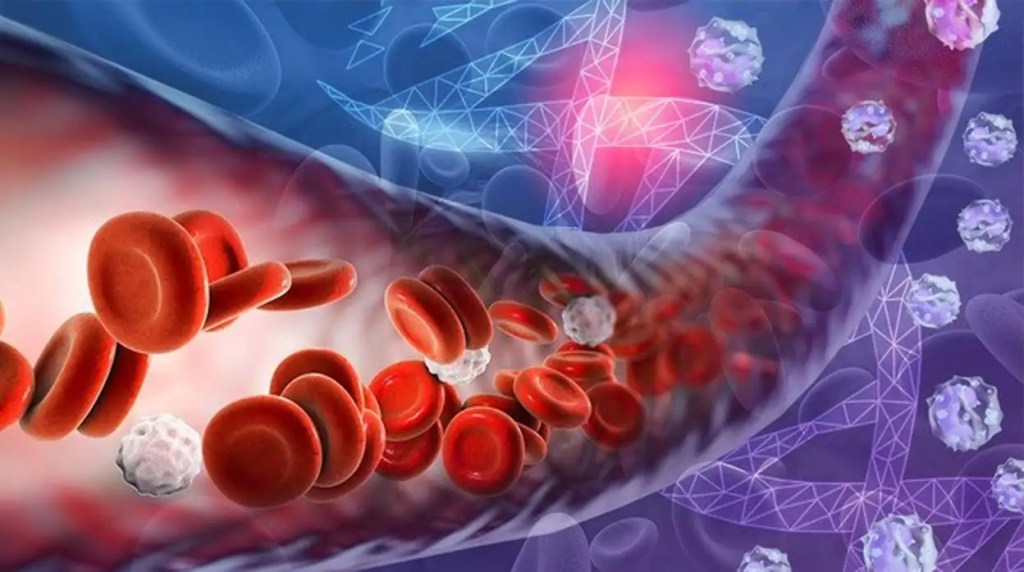 ¿De qué está compuesta la sangre? Sus funciones principales e importancia para la&nbsp;salud